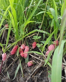 草の茎に集まって付いている赤いジャンボタニシの卵の写真