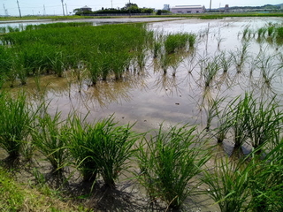 ジャンボタニシの食害のあった稲の少ない田の写真
