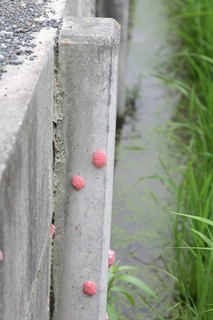 コンクリートに集まって付いている赤いジャンボタニシの卵の写真