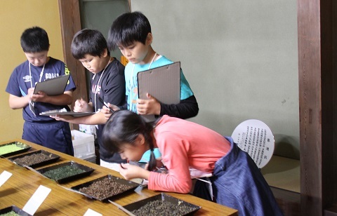 お茶の品種当てクイズで茶葉に触れたりメモを取っている児童ら