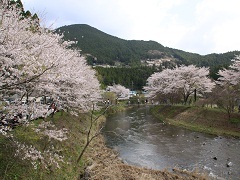 ならここの里の川の両側に咲き誇る桜