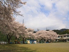旧原泉小学校校庭を包み込むように咲く満開の桜