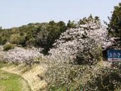 城山公園(法泉寺付近)に並ぶ花を咲かせた桜の木