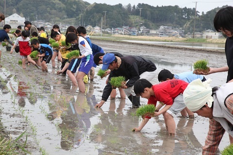 一列になり田植えをする児童らの様子