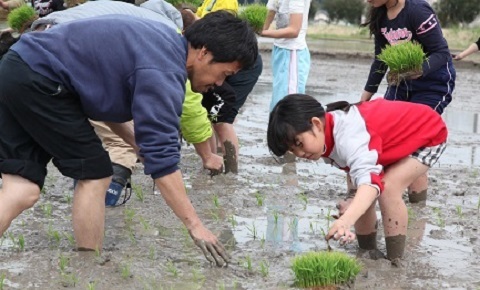 保存会のメンバーから指導を受けながら田植えをする児童の様子