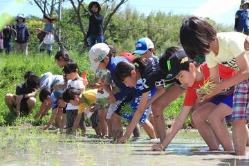 一列に並んで苗を植えていく児童らとその様子を見守る保護者