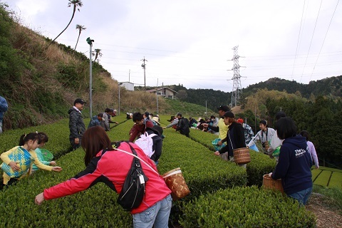 茶畑を囲む参加者と農協組合員らの様子