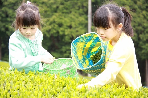 かごを持ち、茶葉を摘む子どもたちの様子