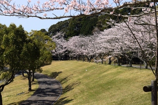 緑色の土手に1キロメートルにわたり立ち並ぶ桜並木