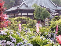 あじさいが咲き誇る本勝寺の写真