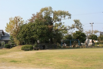 大きな木のある緑豊かな公園