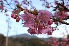 満開の河津桜のアップの写真
