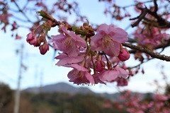 満開の河津桜のアップの写真