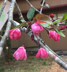 濃いピンク色をしたカイドウの花の写真