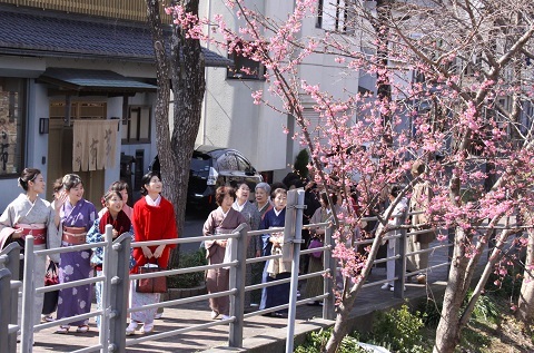 逆川沿いの掛川桜を見ながら着物姿で散策する参加者ら