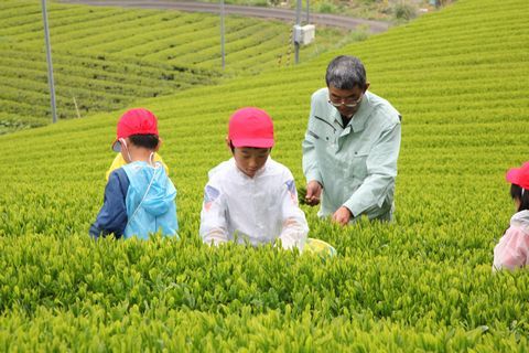 19年4月24日 お茶博士の卵がお茶づくりを学習 倉真小3年が茶摘み体験 掛川市