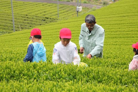 茶畑でお茶摘みをしている児童の様子