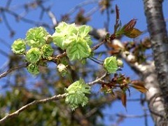 緑色の花を咲かせる唯一の桜、御衣黄(ぎょいこう)の写真