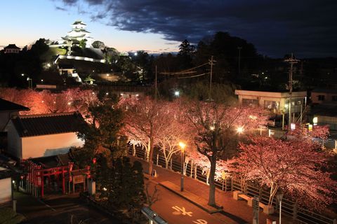 ライトアップされた逆川沿いの掛川桜。幻想的な光を放っている。