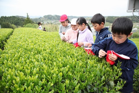 茶畑で茶葉を摘む児童の様子