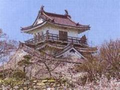 青空に桜が咲く浜松城の写真