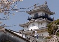 桜と青空の中に映える掛川城天守閣