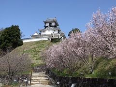 桜の向こうに見える青空にそびえる掛川城