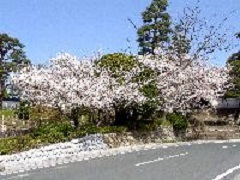 青空の中桜が咲き誇る掛川城御殿前