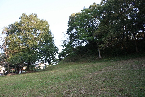 葛ヶ丘自然公園 大きい木が2本、地面は芝生