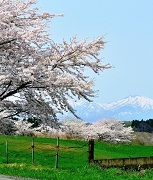 満開の桜の向こうに薄ら雪が積もった山が見える