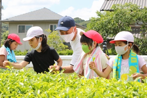 鈴木さん(右から3番目)からアドバイスを受けながら1つずつ丁寧に茶摘み体験をする児童たち