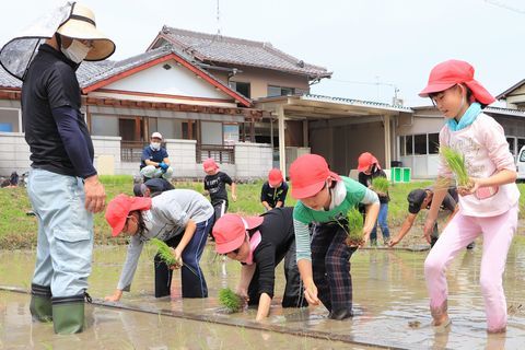 原田小学校西側の田んぼで泥んこになりながら一生懸命田植えを行う児童たち