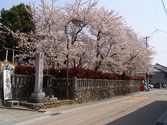 三熊野神社（三社公園）の桜が咲いている様子。