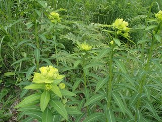 黄色い花のフジタイゲキ