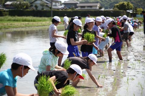 児童が苗を植えている様子