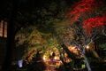 照明により真っ赤にライトアップされた松ヶ岡庭園のモミジ