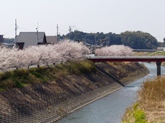 逆川沿いに桜並木が続いている写真