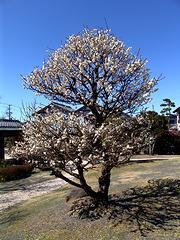 見事なほど花を咲かせている庭の梅の木
