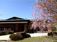 湧水亭に咲くしだれ桜