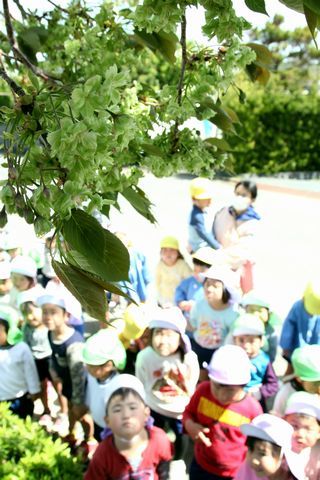 満開を迎えた御衣黄を園児達が眺めている