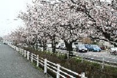 新知川沿いの風景