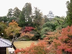 手前に紅葉したもみじや緑の木々があり、その奥に掛川城が小さく見える