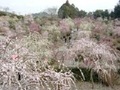 龍尾神社の境内北側にある花庭園のしだれ梅が満開に咲き誇っている様子