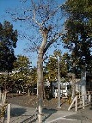 保存樹木に指定されている津島神社のエノキ