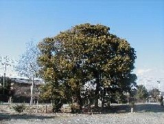 保存樹木に指定されている雨垂天神社のクスノキ