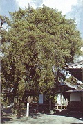 永福寺イヌマキ