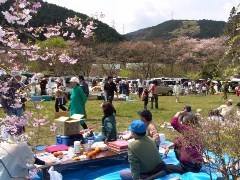桜の木に囲まれた芝生の広場で桜まつりを楽しむ人々