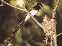 サンコウチョウの親鳥が巣にいる小鳥たちにエサを与えるようす