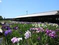 青、白、紫の菖蒲が美しく生い茂る加茂荘花鳥園