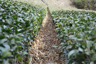 刈られた草が、茶園の畝間に敷かれている画像